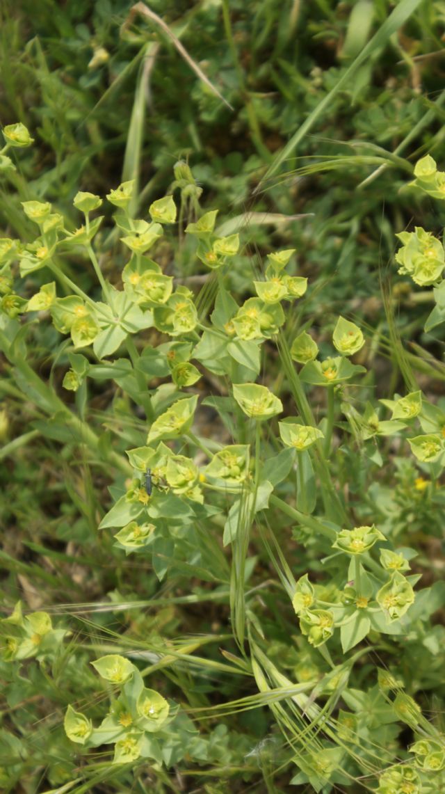 Euphorbia terracina